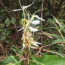 Image of Hedychium cylindricum Ridl.