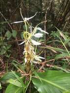 Image of Hedychium cylindricum Ridl.