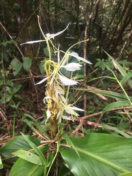 Image of Hedychium cylindricum Ridl.