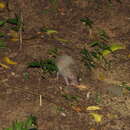 Image of Greater Hedgehog Tenrec