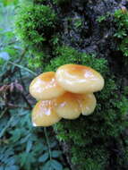 Plancia ëd Flammulina mexicana Redhead, Estrada & R. H. Petersen 2000