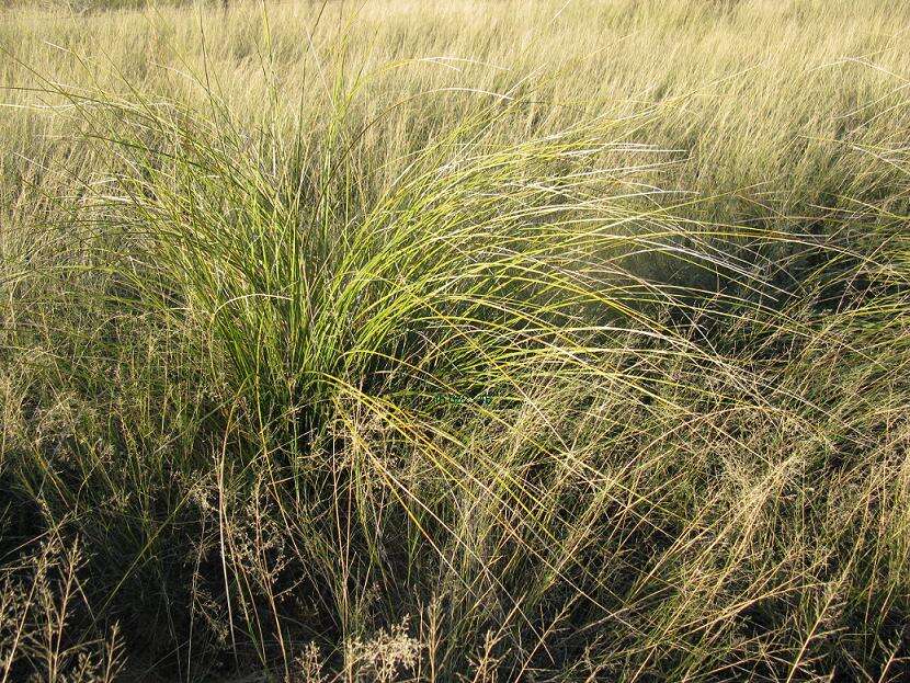 Image of foothill beargrass