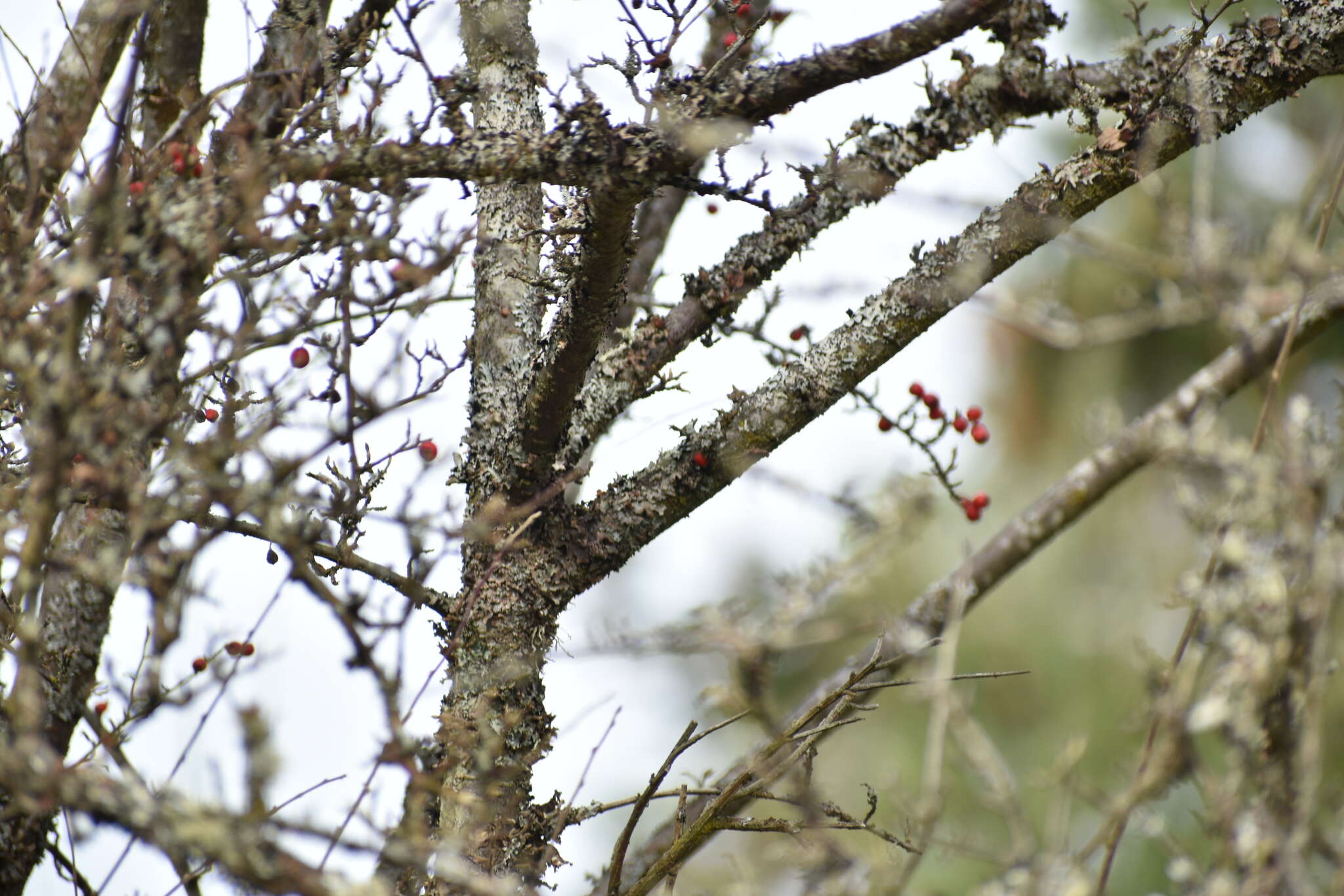 Image of Diels's cotoneaster