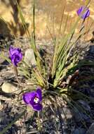 Image of Patersonia sericea var. sericea