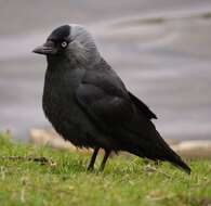 Image of Eurasian Jackdaw