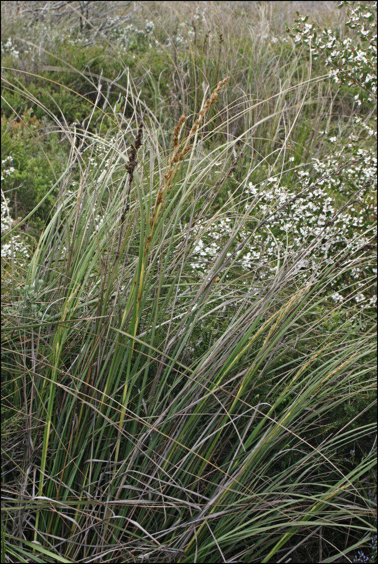 Gahnia trifida Labill.的圖片