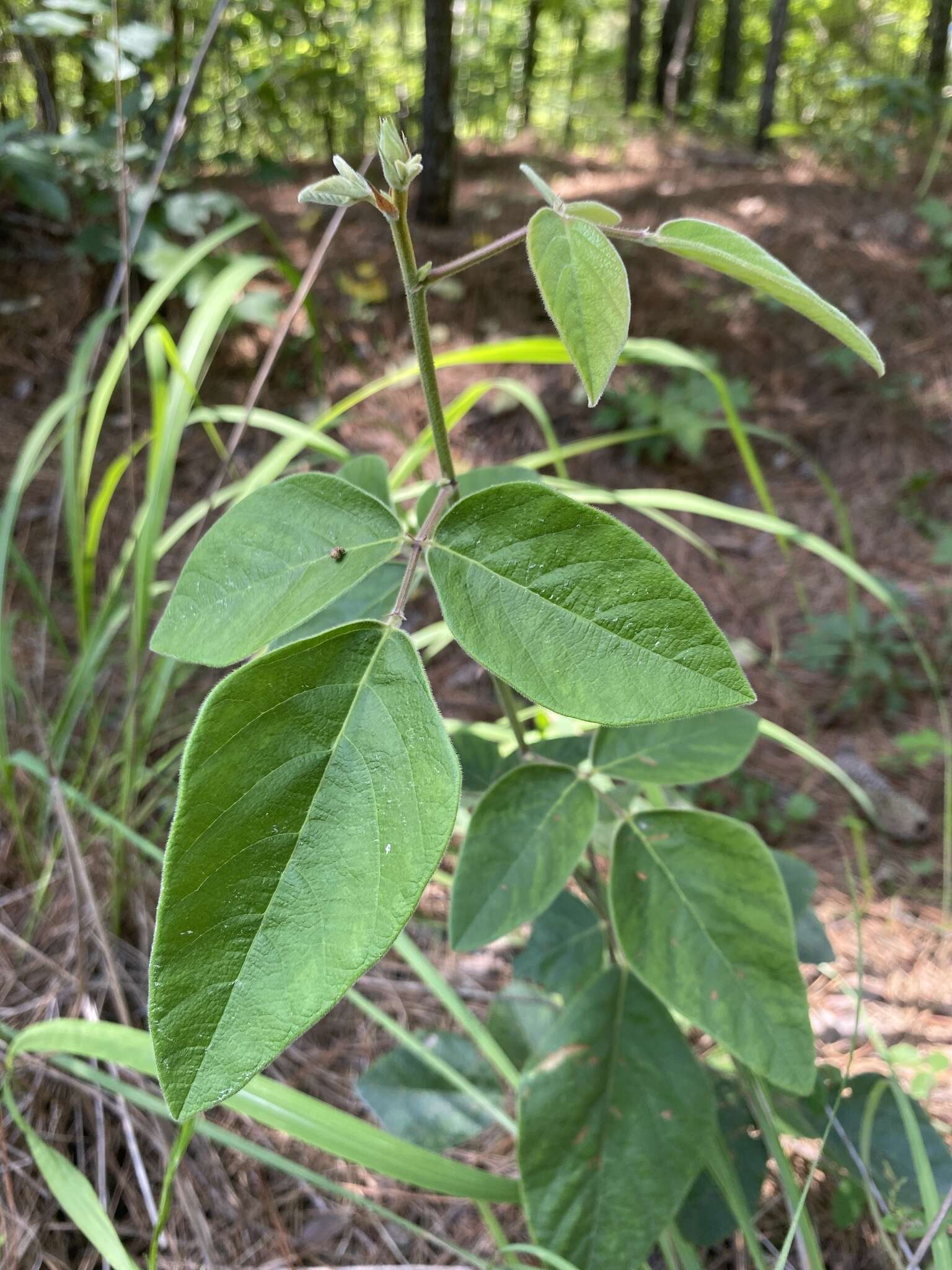 Image of velvetleaf ticktrefoil