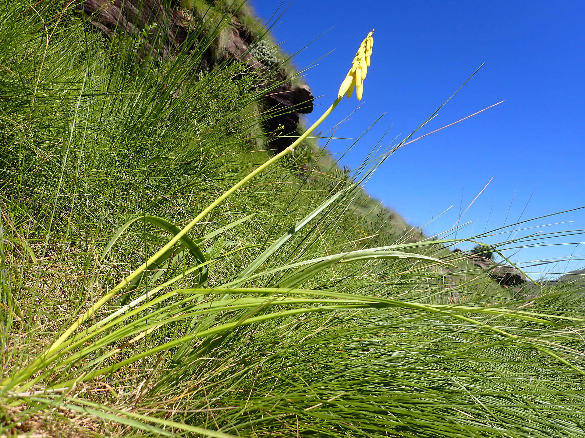 Image of Kniphofia fibrosa Baker