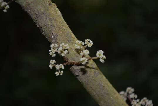 Image of Urera elata (Sw.) Griseb.