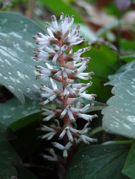 Image of Allegheny-spurge