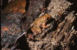 Image of Natal Dwarf Puddle Frog