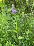 Image of Dactylorhiza grandis (Druce) P. F. Hunt