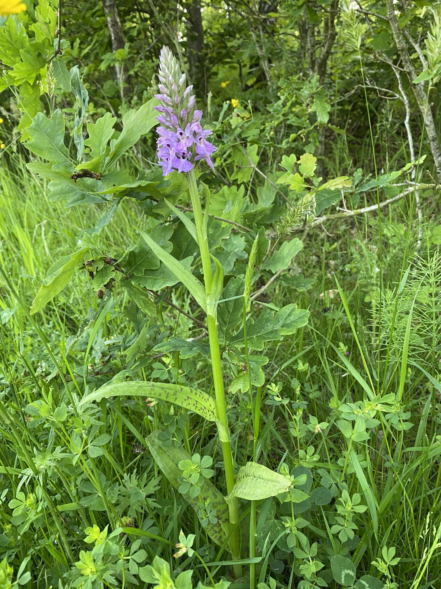 Imagem de Dactylorhiza grandis (Druce) P. F. Hunt