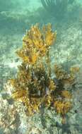 Image of Fire coral