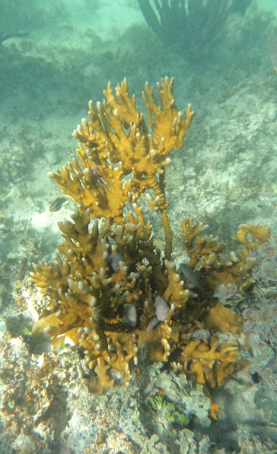 Imagem de Millepora alcicornis Linnaeus 1758