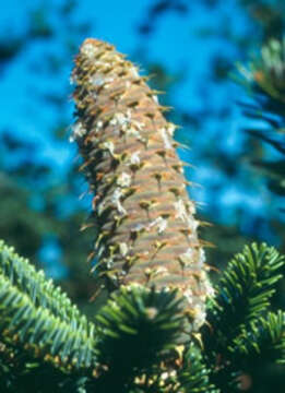 Image of Sicilian Fir