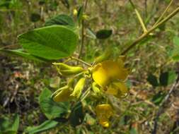 Sivun Cajanus reticulatus (Dryand.) F. Muell. kuva