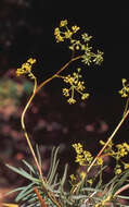 Bupleurum dianthifolium Guss. resmi