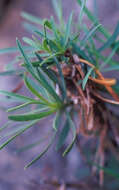 Bupleurum dianthifolium Guss. resmi