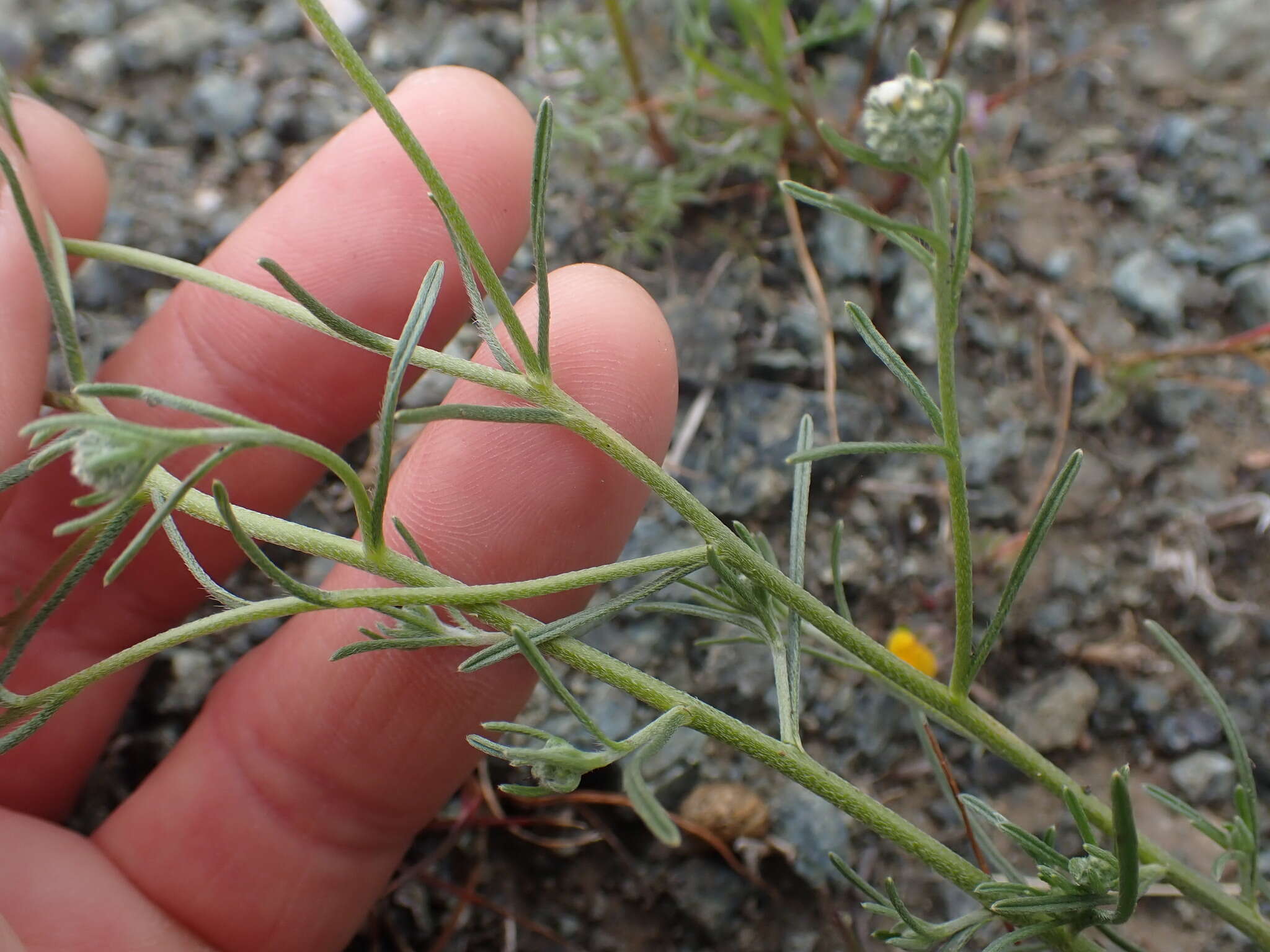 Слика од Cryptantha flaccida (Dougl.) Greene