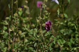 Image of Hibiscus diversifolius subsp. rivularis (Brem. & Oberm.) Exell