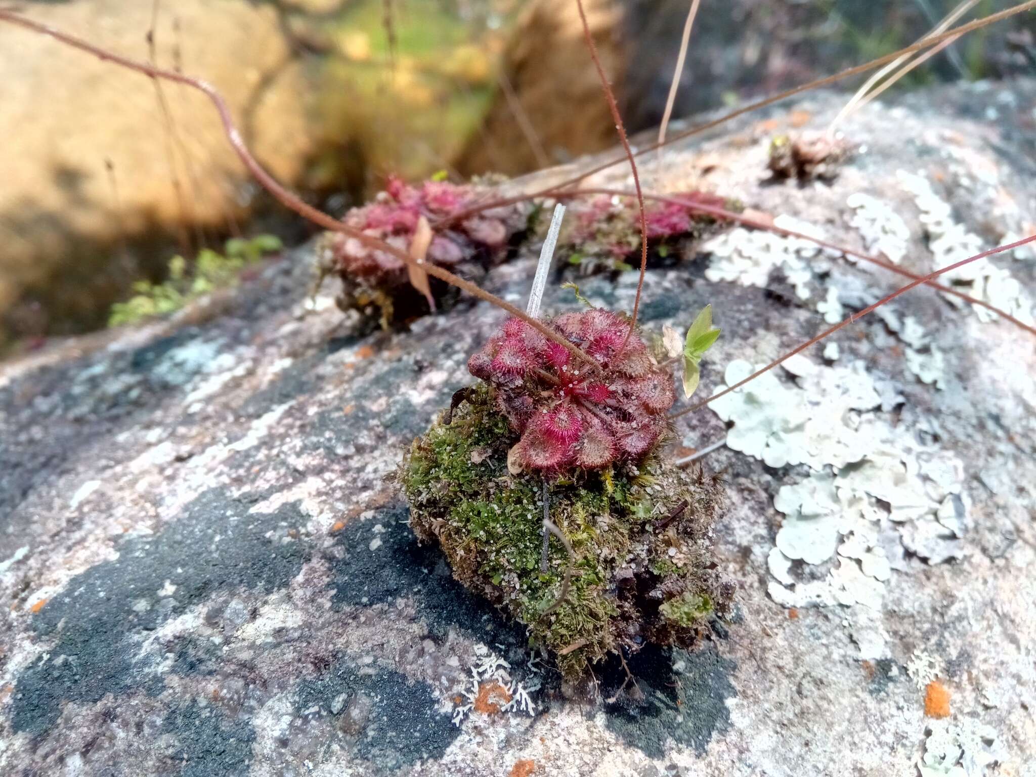 صورة Drosera burkeana Planch.