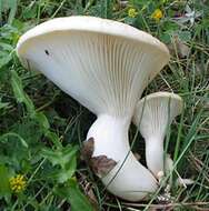 Image of White Ferula Mushroom