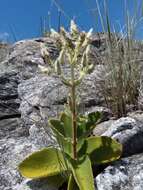 Image of Tetradenia clementiana Phillipson