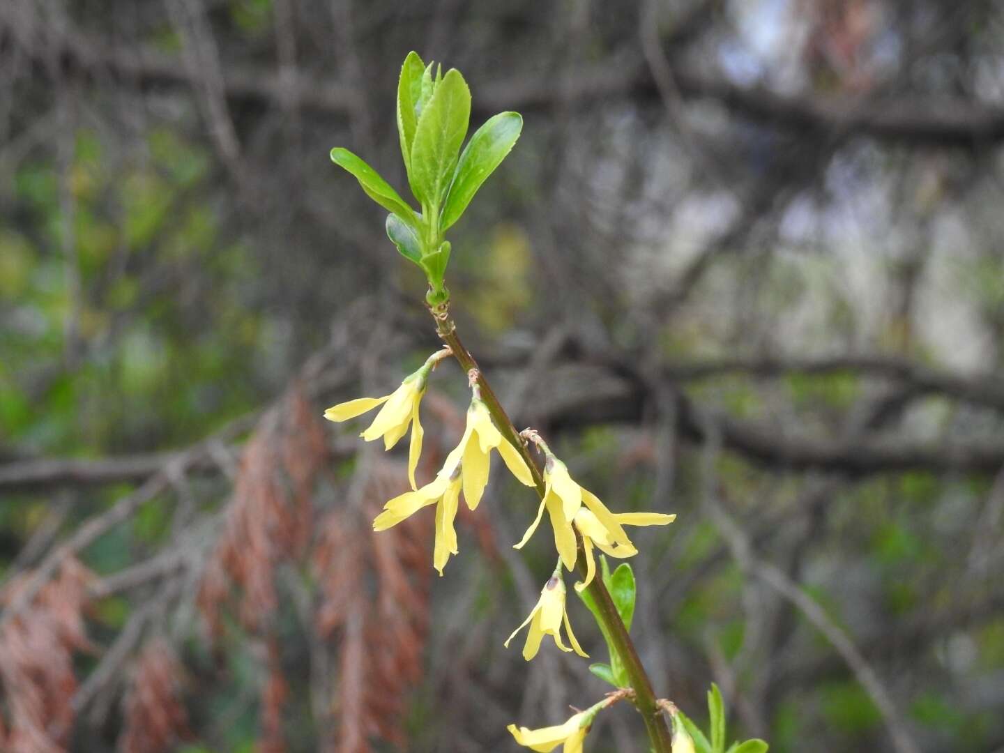 Image de Forsythia intermedia Zabel