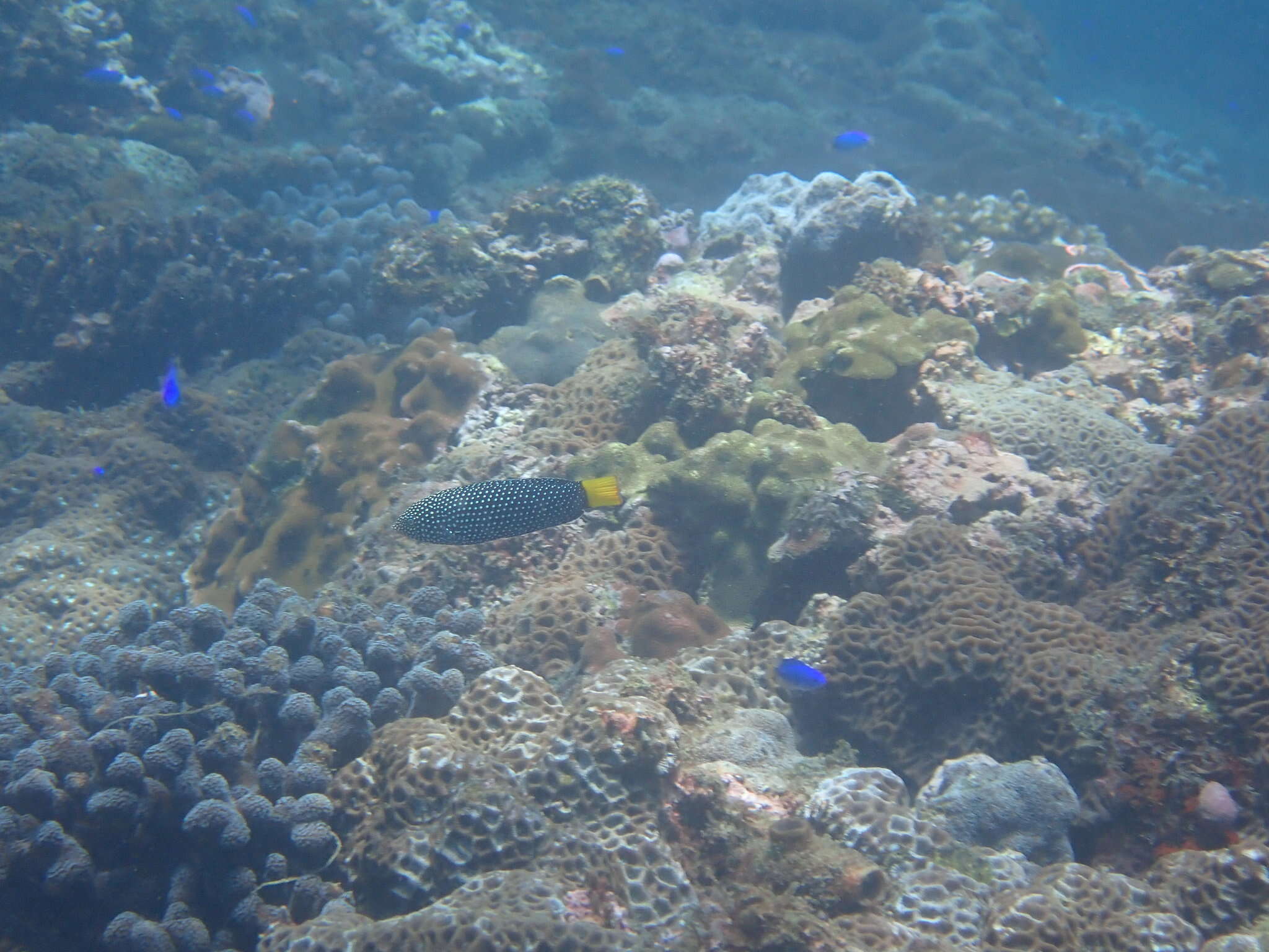 Image of Dotted Wrasse