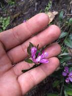 Image of California milkwort