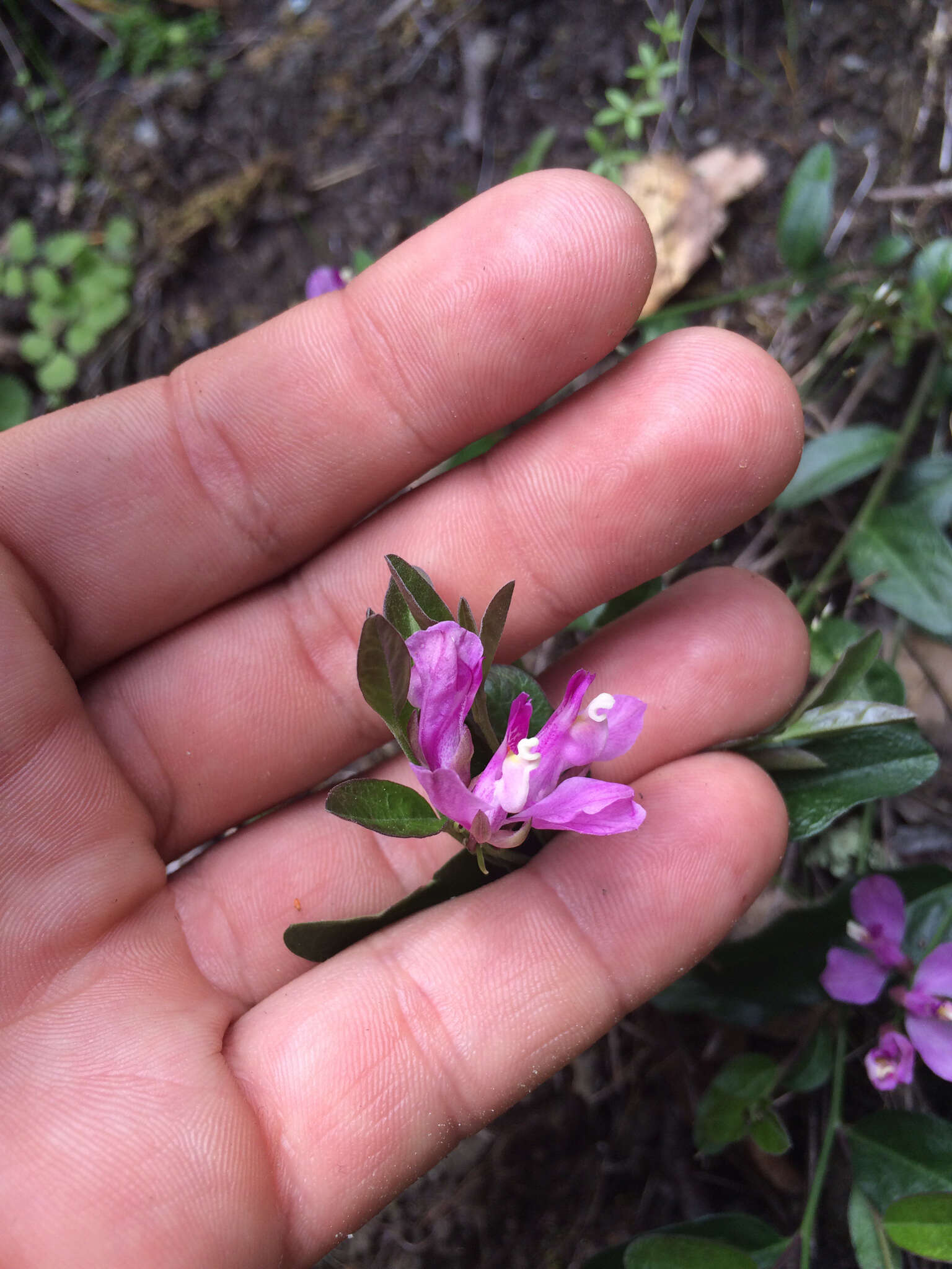 Image of California milkwort