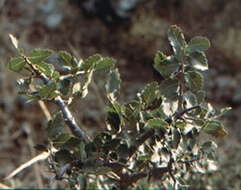 Слика од Zelkova sicula G. Di Pasquale, G. Garfi & P. Quezel