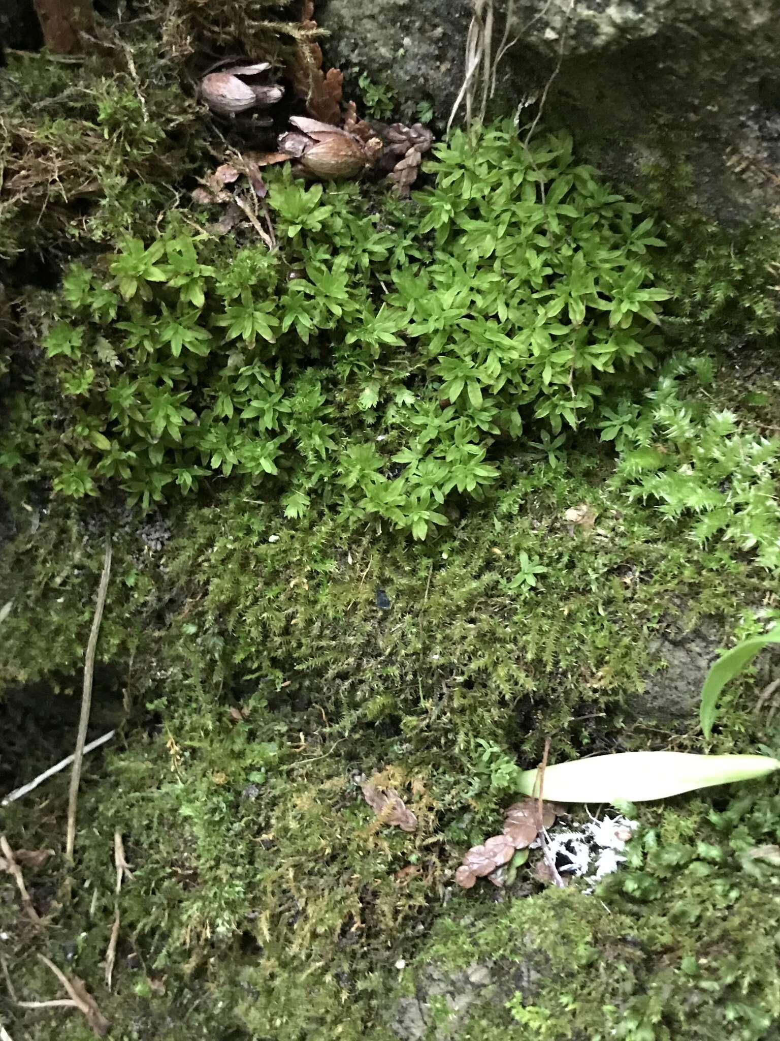 Image of candle snuffer moss