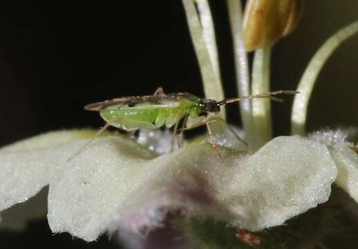 Image of Macrolophus praeclarus (Distant 1884)