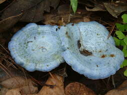 Lactarius indigo (Schwein.) Fr. 1838 resmi