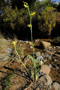 Image of Moraea reflexa Goldblatt