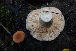 Image of Lactarius flexuosus (Pers.) Gray 1821