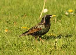 Image of Sturnus Linnaeus 1758