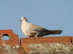 Image of Collared Dove