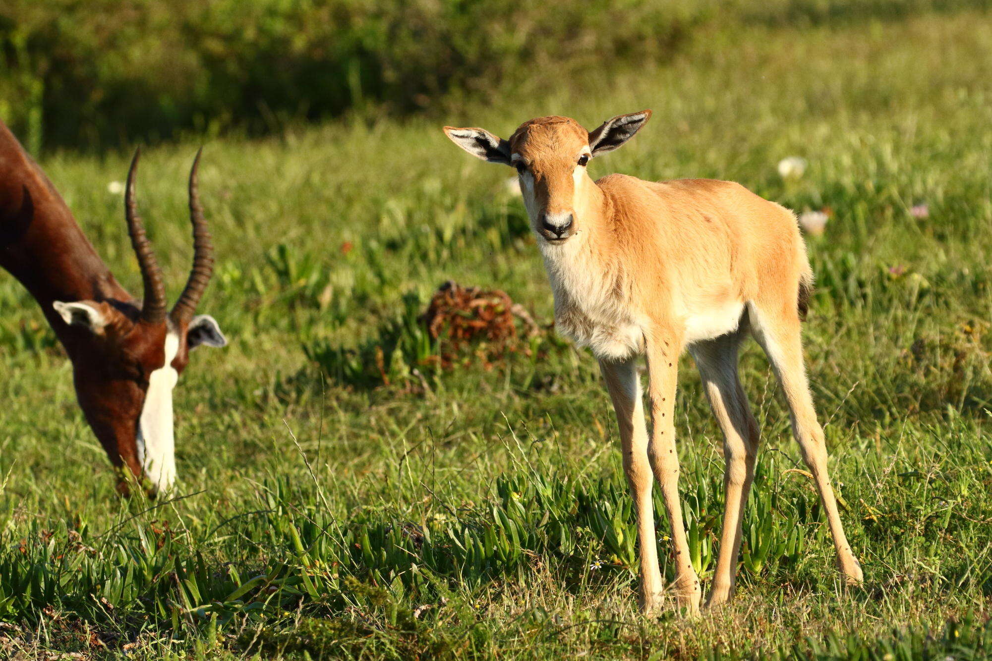 Image of Bontebok