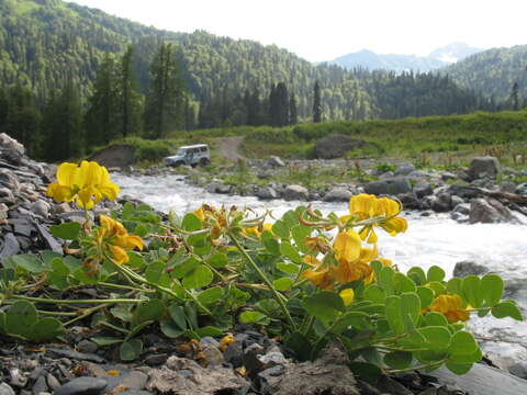 صورة Securigera orientalis (Mill.) Lassen