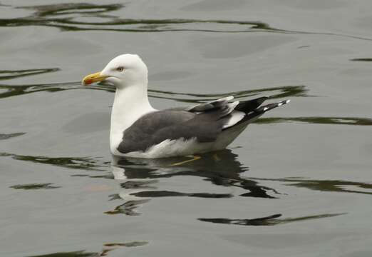 Image of Lesser Black-backed Gull