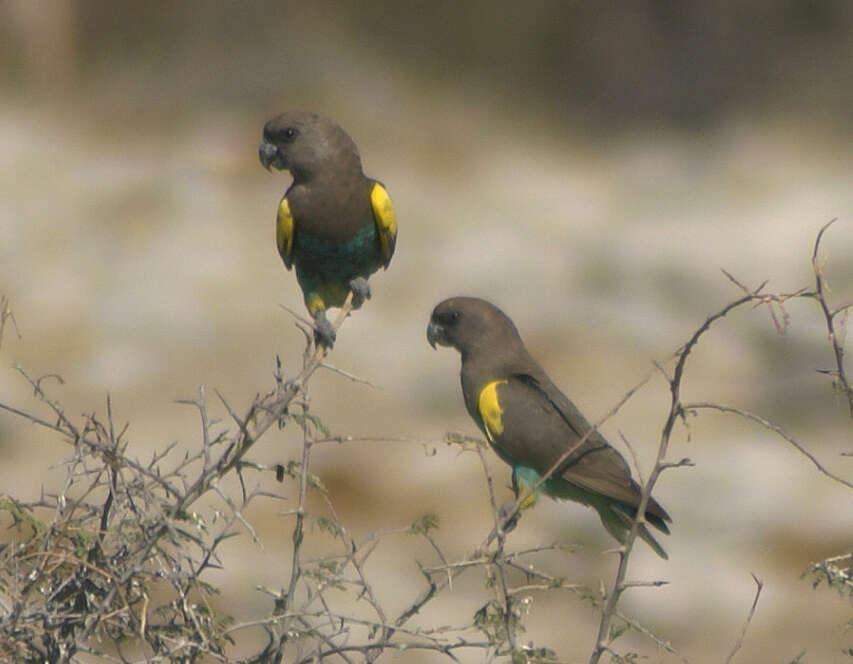 Image of Brown Parrot