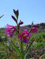 Image of Gladiolus illyricus W. D. J. Koch