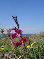 Image of Gladiolus illyricus W. D. J. Koch