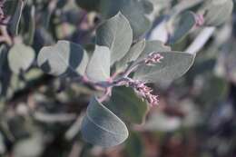 Image of Mallory's manzanita