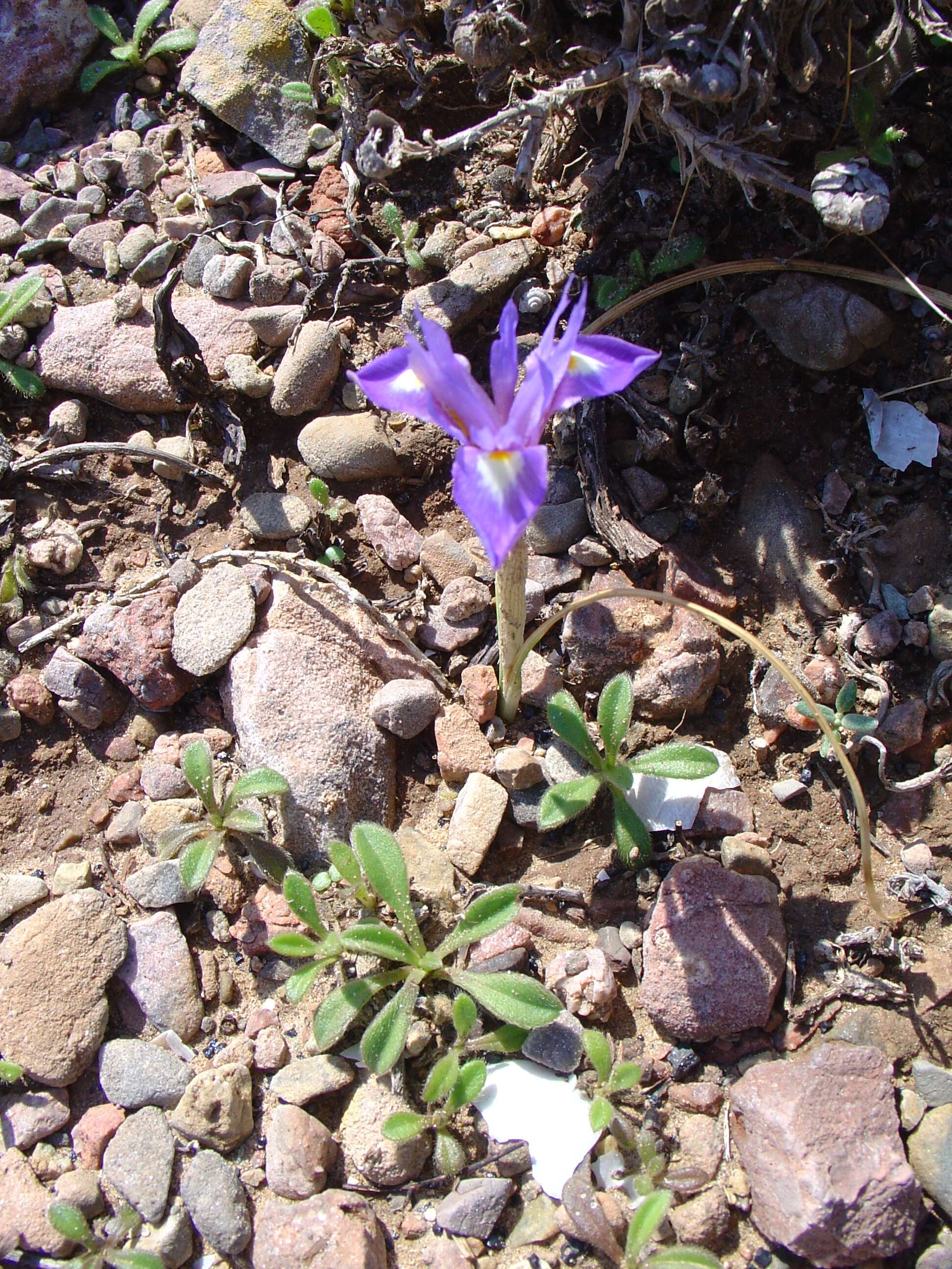 Image of Barbary Nut Iris