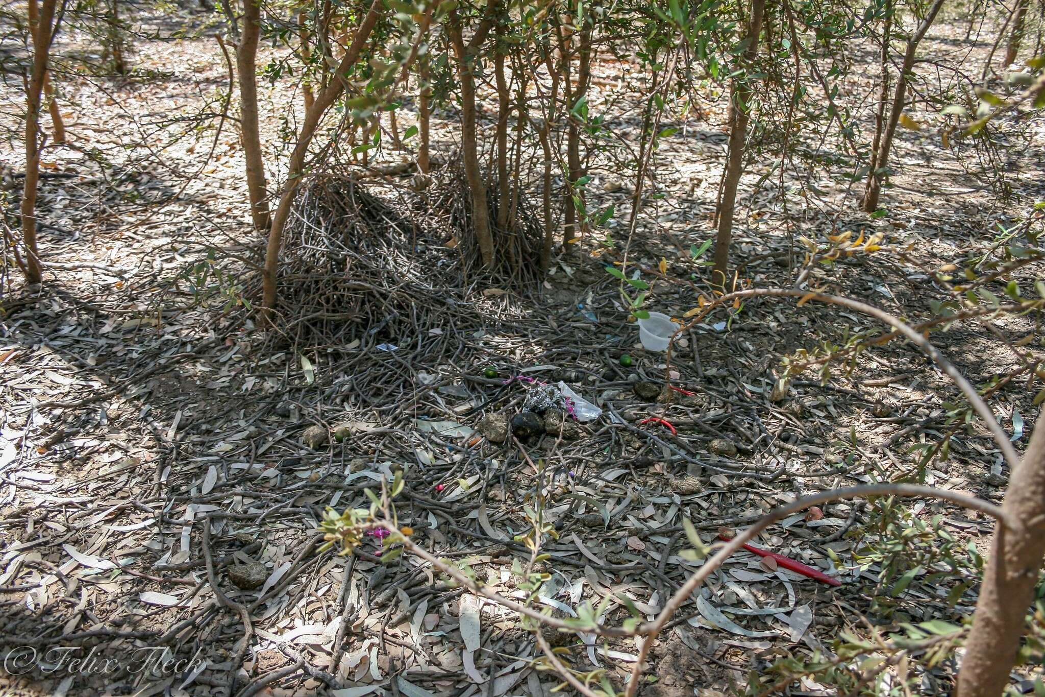 Image of Great Bowerbird