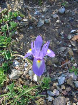 Image of Barbary Nut Iris